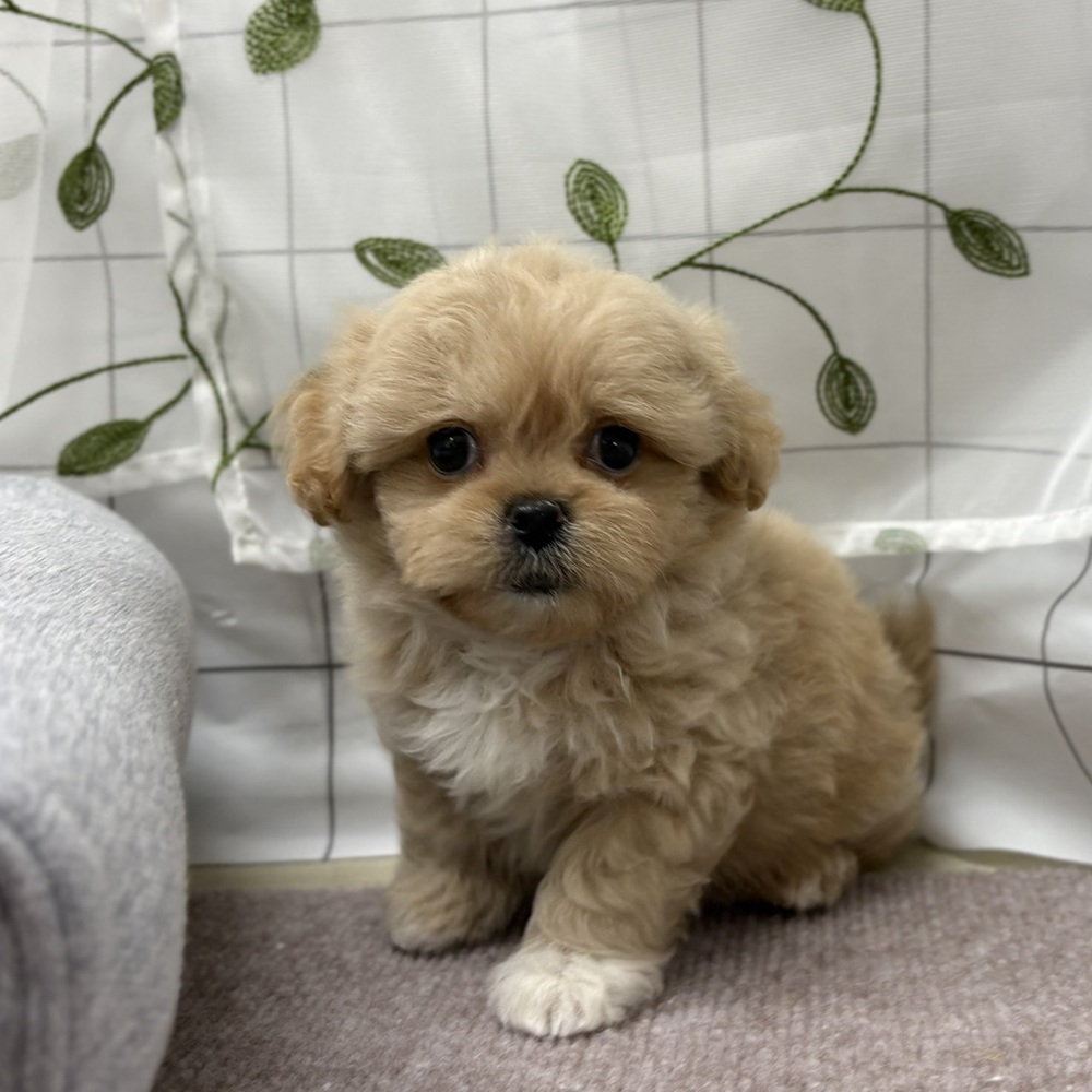 長野県のペキプー(ペキニーズ×プードル) (犬の家＆猫の里塩尻店/2026年6月22日生まれ/男の子/クリーム)の子犬の3枚目の画像