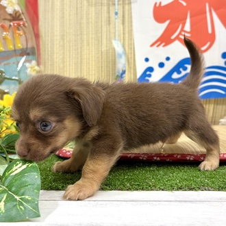 神奈川県のチワックス(チワワ×ダックス) (犬の家＆猫の里小田原店/2026年6月23日生まれ/男の子/チョコレートタンホワイト)の子犬の3枚目の画像