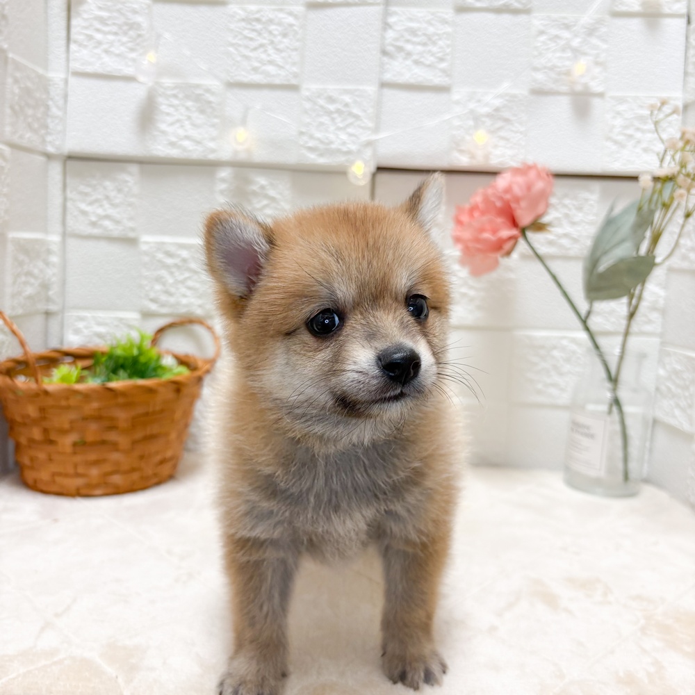東京都のポメ柴/豆ポメ/ポメ豆柴(ポメラニアン×柴犬) (犬の家＆猫の里ペットフォレスト小平店/2026年6月20日生まれ/男の子/赤)の子犬の3枚目の画像