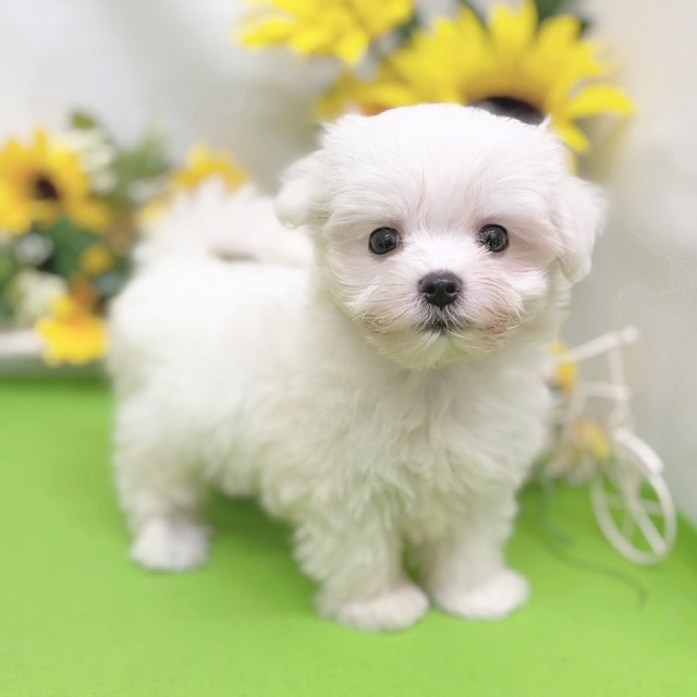 静岡県のマルチーズ (犬の家＆猫の里藤枝店/2026年6月20日生まれ/女の子/ホワイト)の子犬の3枚目の画像