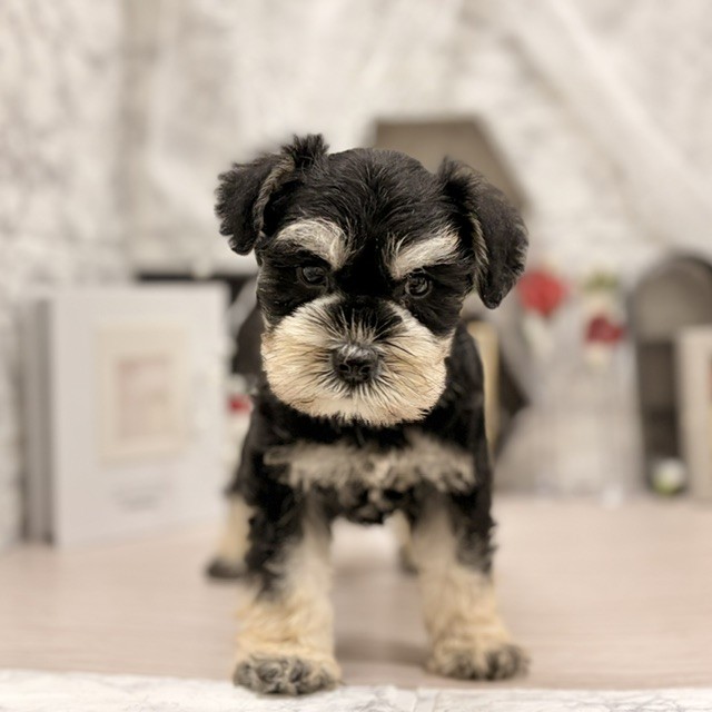 千葉県のミニチュアシュナウザー (犬の家＆猫の里ワンズモール稲毛店/2026年6月23日生まれ/男の子/ブラックシルバー)の子犬の3枚目の画像