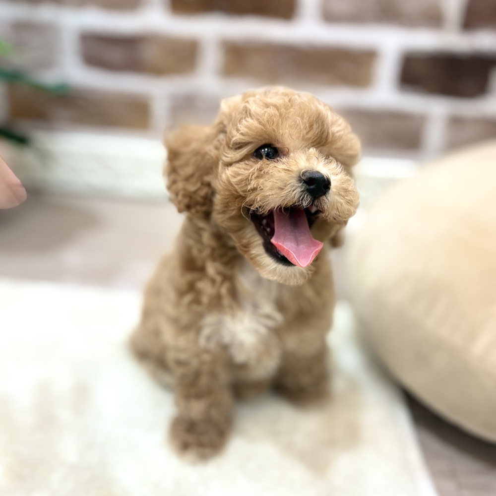三重県のビションプー(ビションフリーゼ×プードル) (犬の家＆猫の里三重桑名店/2026年6月20日生まれ/女の子/クリーム)の子犬の3枚目の画像