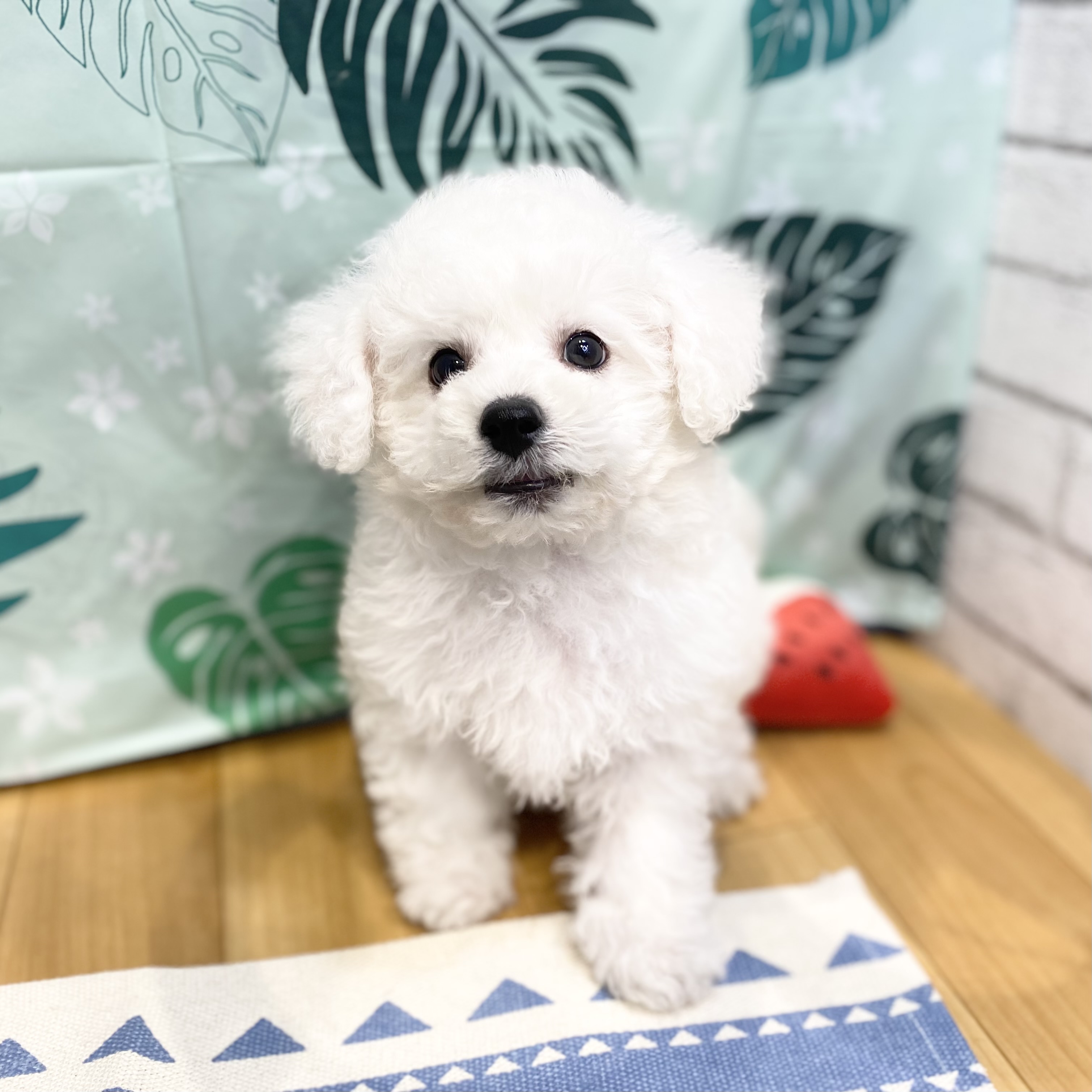 長野県のビションフリーゼ (犬の家＆猫の里カインズ梓川店/2026年6月22日生まれ/男の子/ホワイト)の子犬の3枚目の画像