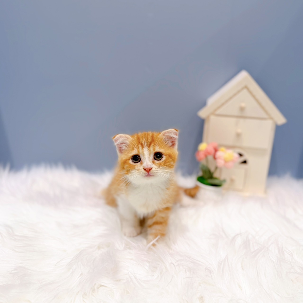 愛知県のスコティッシュフォールド (犬の家＆猫の里岡崎店/2026年6月19日生まれ/男の子/レッドタビーホワイト)の子猫の3枚目の画像