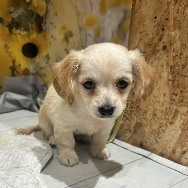 福岡県のチワックス(チワワ×ダックス) (犬の家＆猫の里トリアス久山店/2026年6月21日生まれ/女の子/ホワイトクリーム)の子犬の3枚目の画像