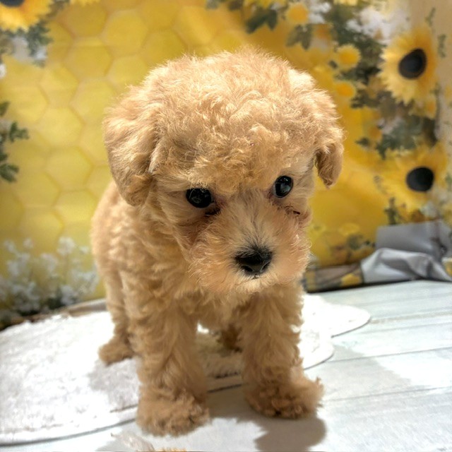 福岡県のトイプードル(トイ) (犬の家＆猫の里トリアス久山店/2026年6月23日生まれ/男の子/クリーム)の子犬の3枚目の画像