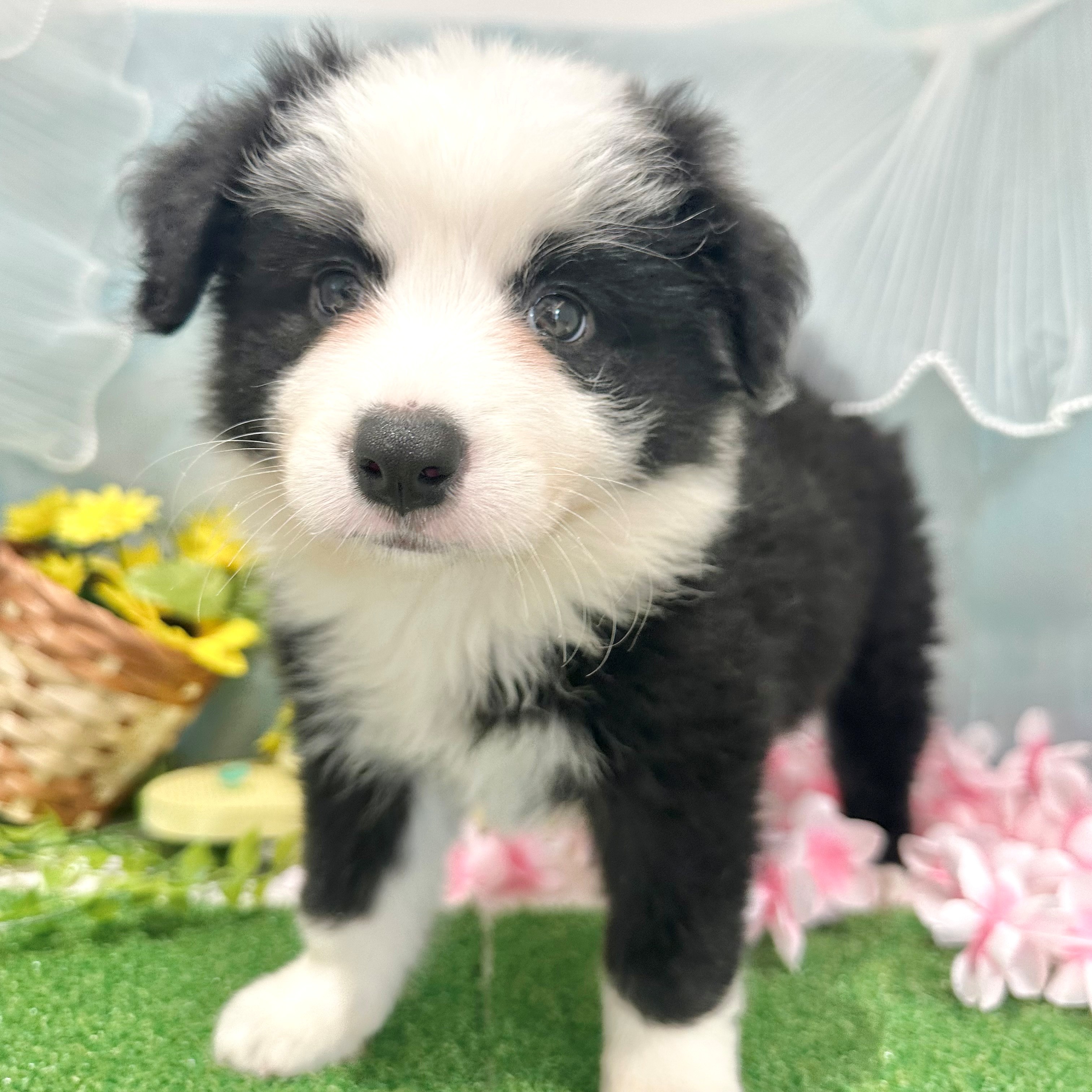 福岡県のボーダーコリー (犬の家＆猫の里くりえいと宗像店/2026年6月15日生まれ/女の子/ブラックホワイト)の子犬の3枚目の画像