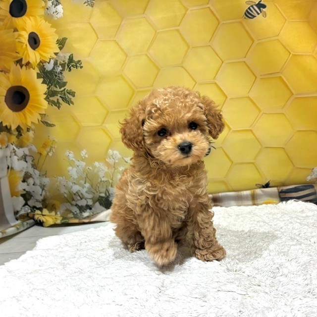 福岡県のトイプードル(ティーカップ) (犬の家＆猫の里トリアス久山店/2026年6月22日生まれ/女の子/レッド)の子犬の3枚目の画像