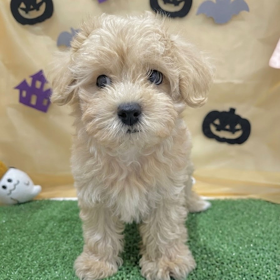 福岡県のマルプー(マルチーズ×プードル) (犬の家＆猫の里くりえいと宗像店/2026年6月22日生まれ/男の子/クリーム)の子犬の3枚目の画像
