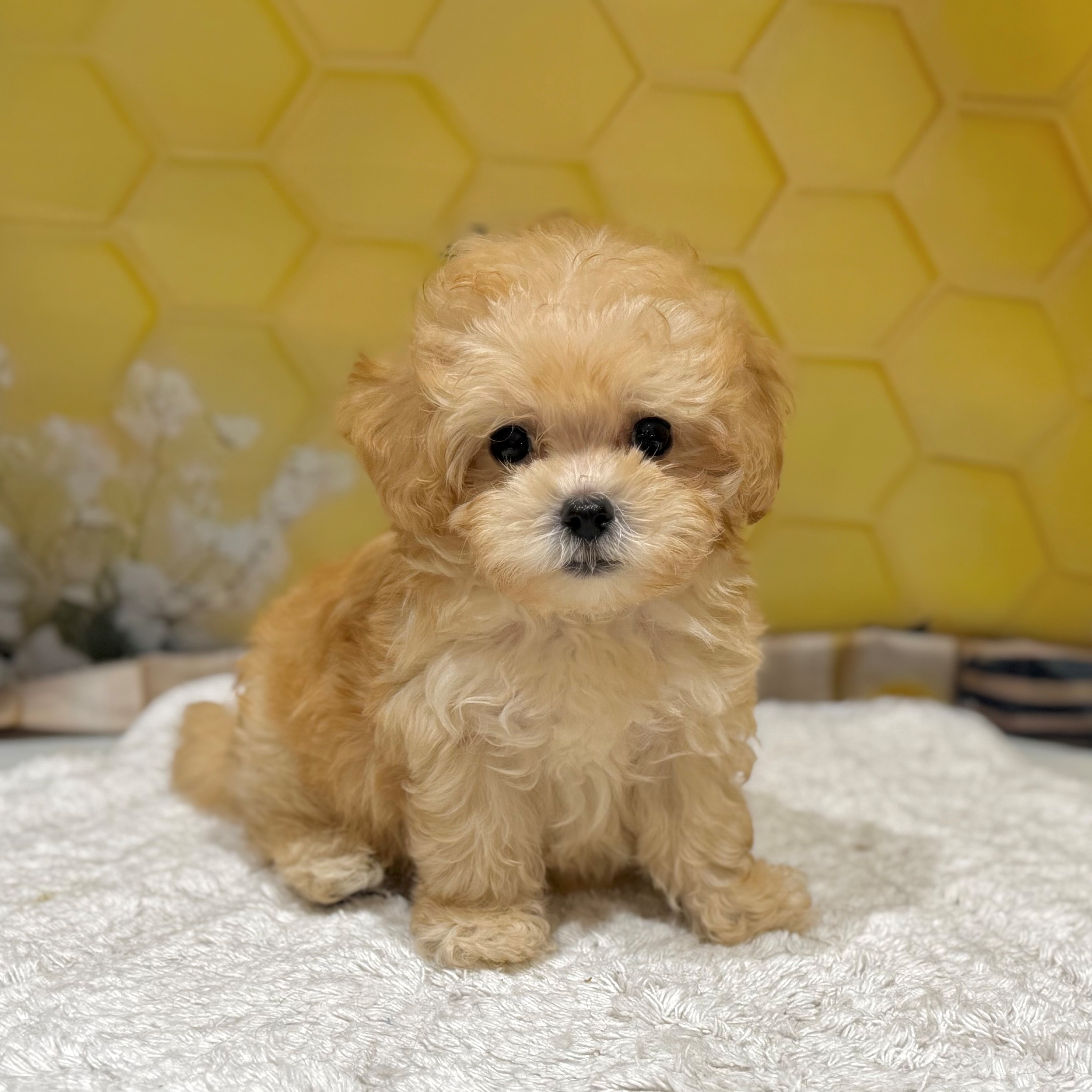 福岡県のマルプー(マルチーズ×プードル) (犬の家＆猫の里トリアス久山店/2026年6月20日生まれ/男の子/クリーム)の子犬の3枚目の画像