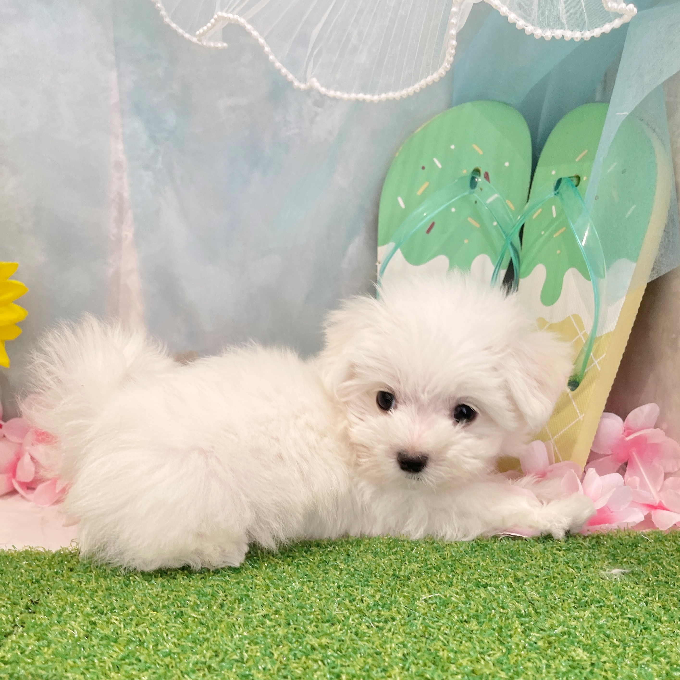 福岡県のマルチーズ (犬の家＆猫の里くりえいと宗像店/2026年6月22日生まれ/男の子/ホワイト)の子犬の3枚目の画像