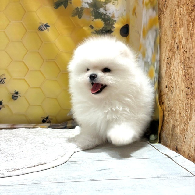 福岡県のポメラニアン (犬の家＆猫の里トリアス久山店/2026年6月21日生まれ/女の子/ホワイト)の子犬の3枚目の画像
