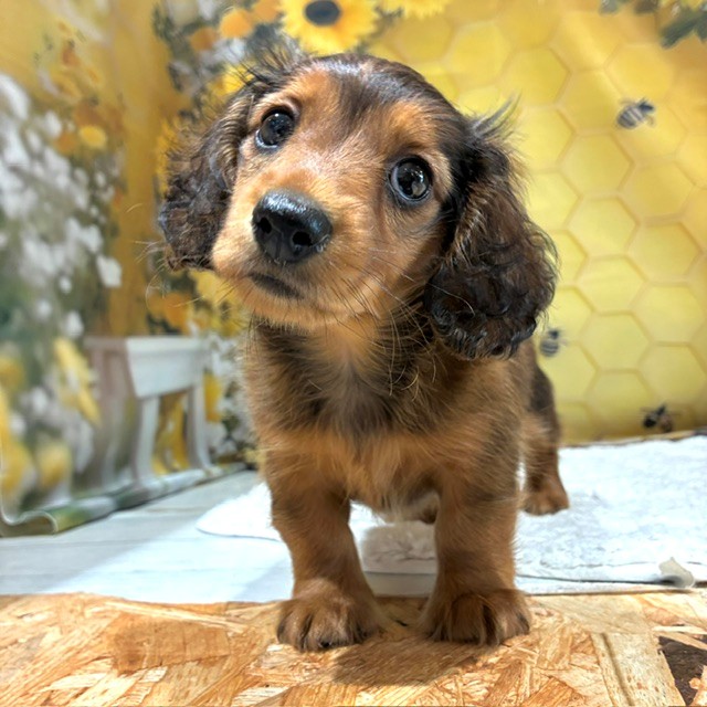 福岡県のカニンヘンダックスフンド(ロング) (犬の家＆猫の里トリアス久山店/2026年6月21日生まれ/女の子/レッド)の子犬の1枚目の画像