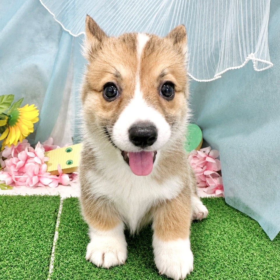 福岡県のウェルシュコーギーペンブローク (犬の家＆猫の里くりえいと宗像店/2026年6月21日生まれ/男の子/レッドホワイト)の子犬の3枚目の画像