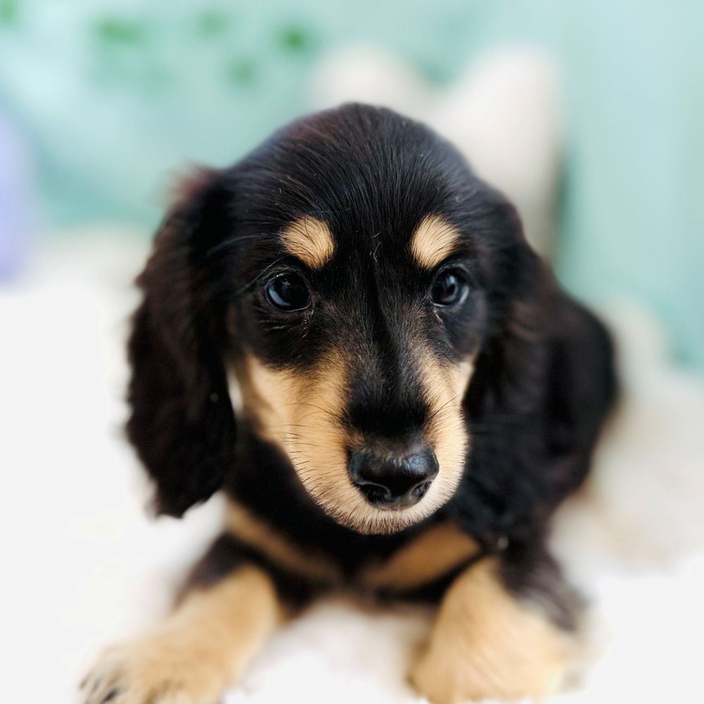 愛知県のミニチュアダックスフンド(ロング) (犬の家＆猫の里愛知刈谷店/2026年6月20日生まれ/男の子/ブラックイエロー)の子犬の3枚目の画像