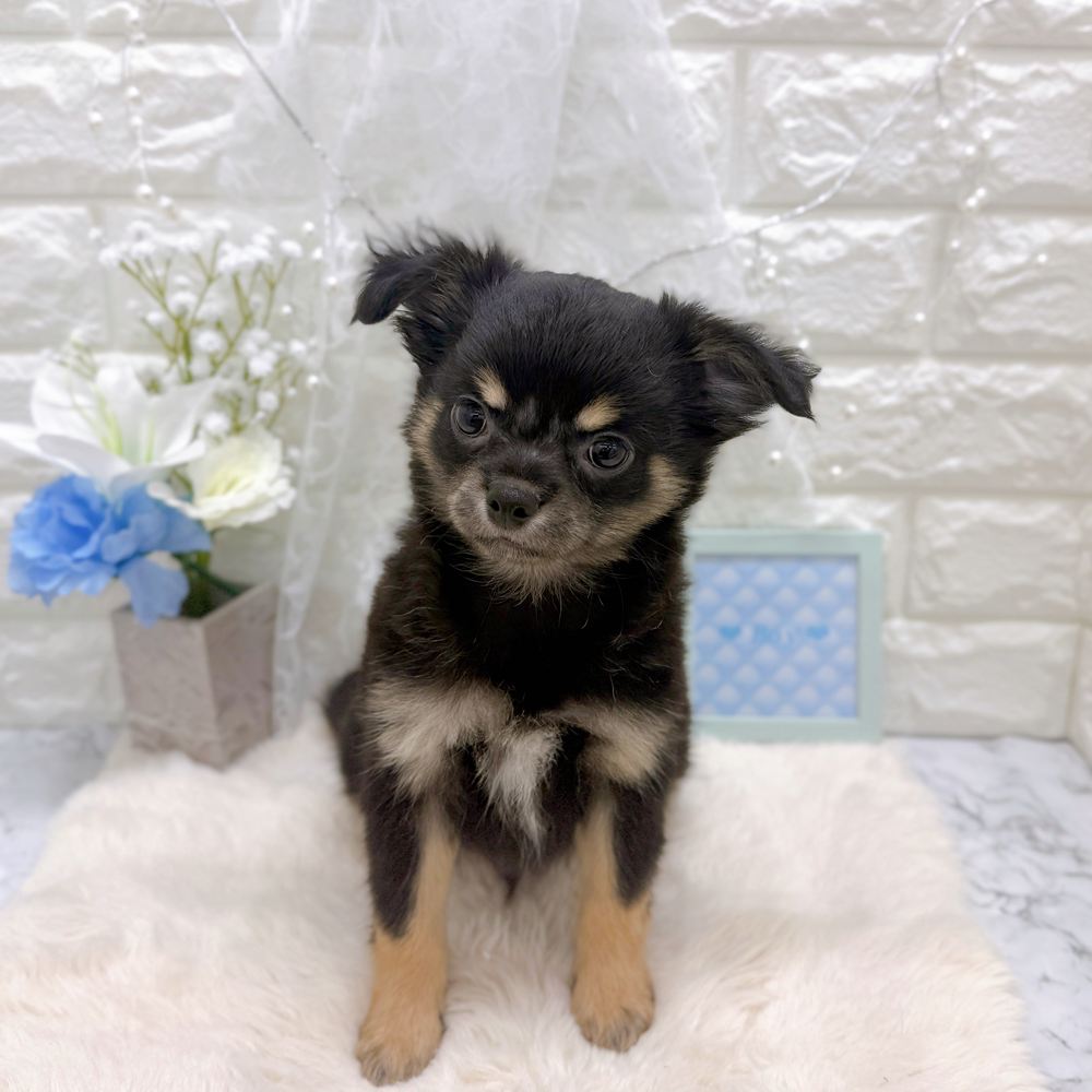福井県のチワワ(ロング) (犬の家＆猫の里アミーゴ福井大和田店/2026年6月21日生まれ/男の子/ブラックタン)の子犬の3枚目の画像