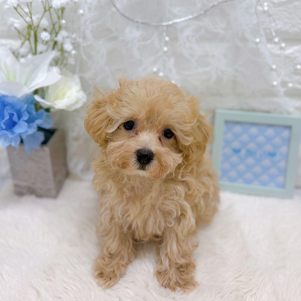 福井県のマルプー(マルチーズ×プードル) (犬の家＆猫の里アミーゴ福井大和田店/2026年6月23日生まれ/男の子/アプリコットホワイト)の子犬の3枚目の画像