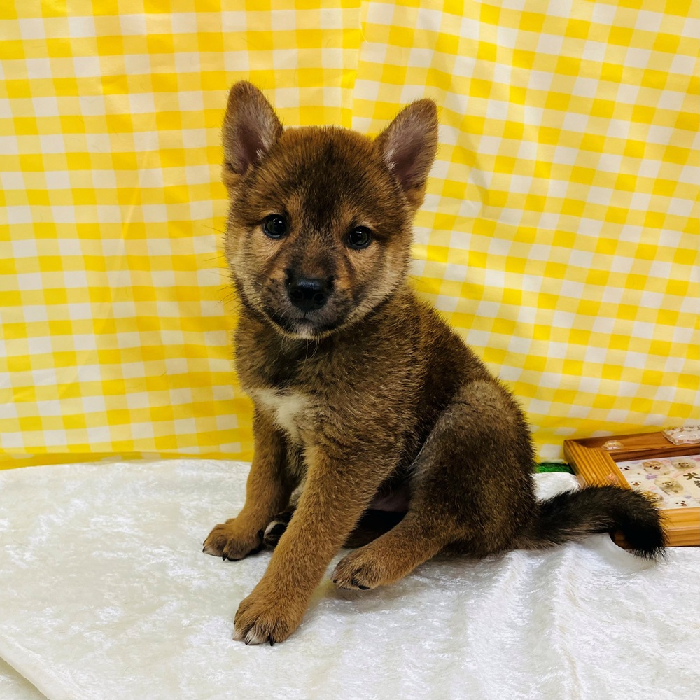 愛知県の柴犬(標準サイズ) (犬の家＆猫の里名古屋天白店/2026年6月24日生まれ/男の子/赤)の子犬の1枚目の画像