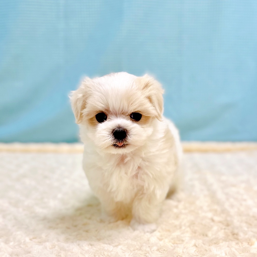 愛知県のマルチーズ (犬の家＆猫の里一宮店/2026年6月20日生まれ/女の子/ホワイト)の子犬の3枚目の画像
