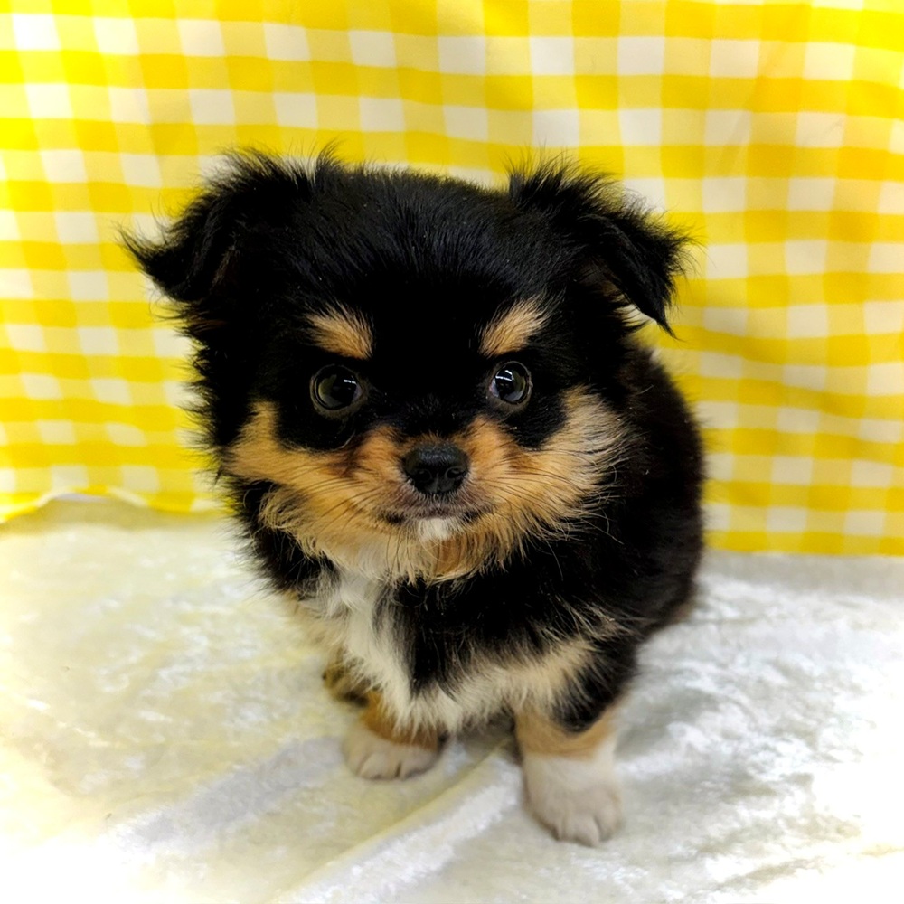 愛知県のチワワ(ロング) (犬の家＆猫の里名古屋天白店/2026年6月21日生まれ/女の子/ブラックタンホワイト)の子犬の3枚目の画像