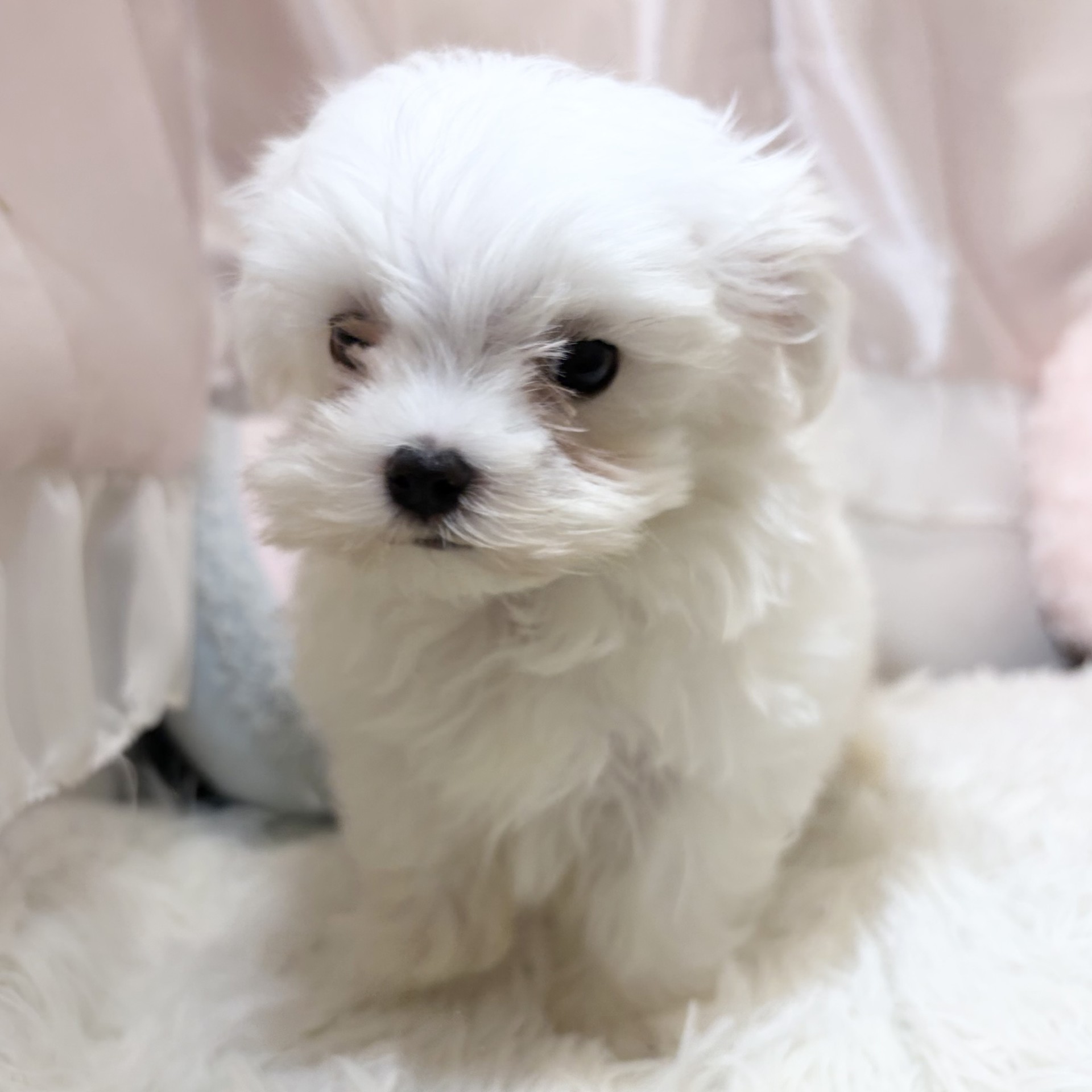 兵庫県のマルチーズ (犬の家＆猫の里カナート西神戸店/2026年6月25日生まれ/男の子/ホワイト)の子犬の3枚目の画像