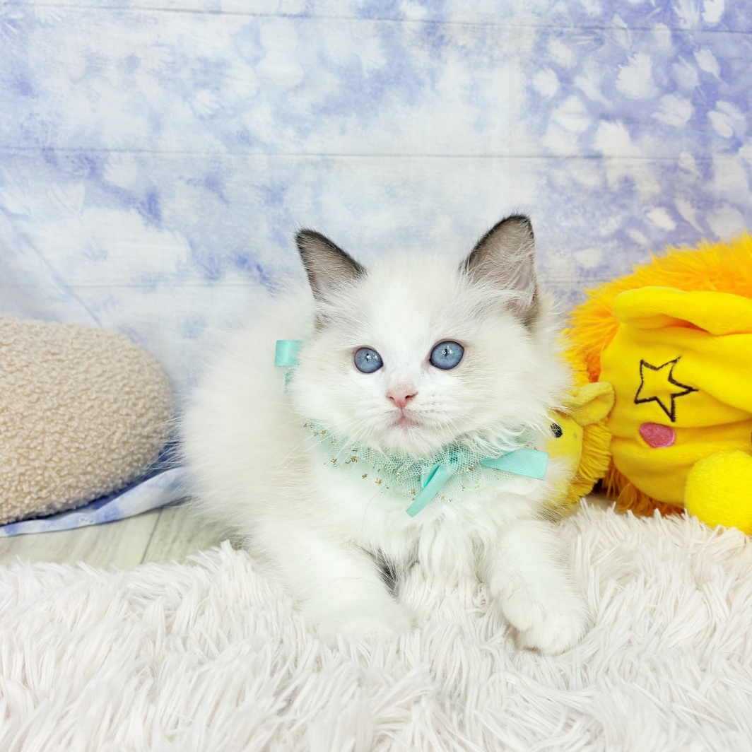 兵庫県のラグドール (犬の家＆猫の里川西店/2026年6月25日生まれ/女の子/シールポイントバイカラー)の子猫の3枚目の画像