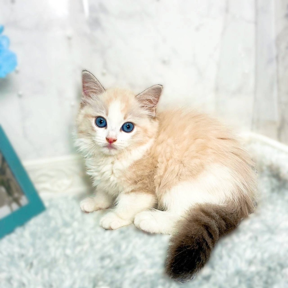 福井県のラグドール (犬の家＆猫の里福井店/2026年6月25日生まれ/男の子/シールポイントバイカラー)の子猫の3枚目の画像