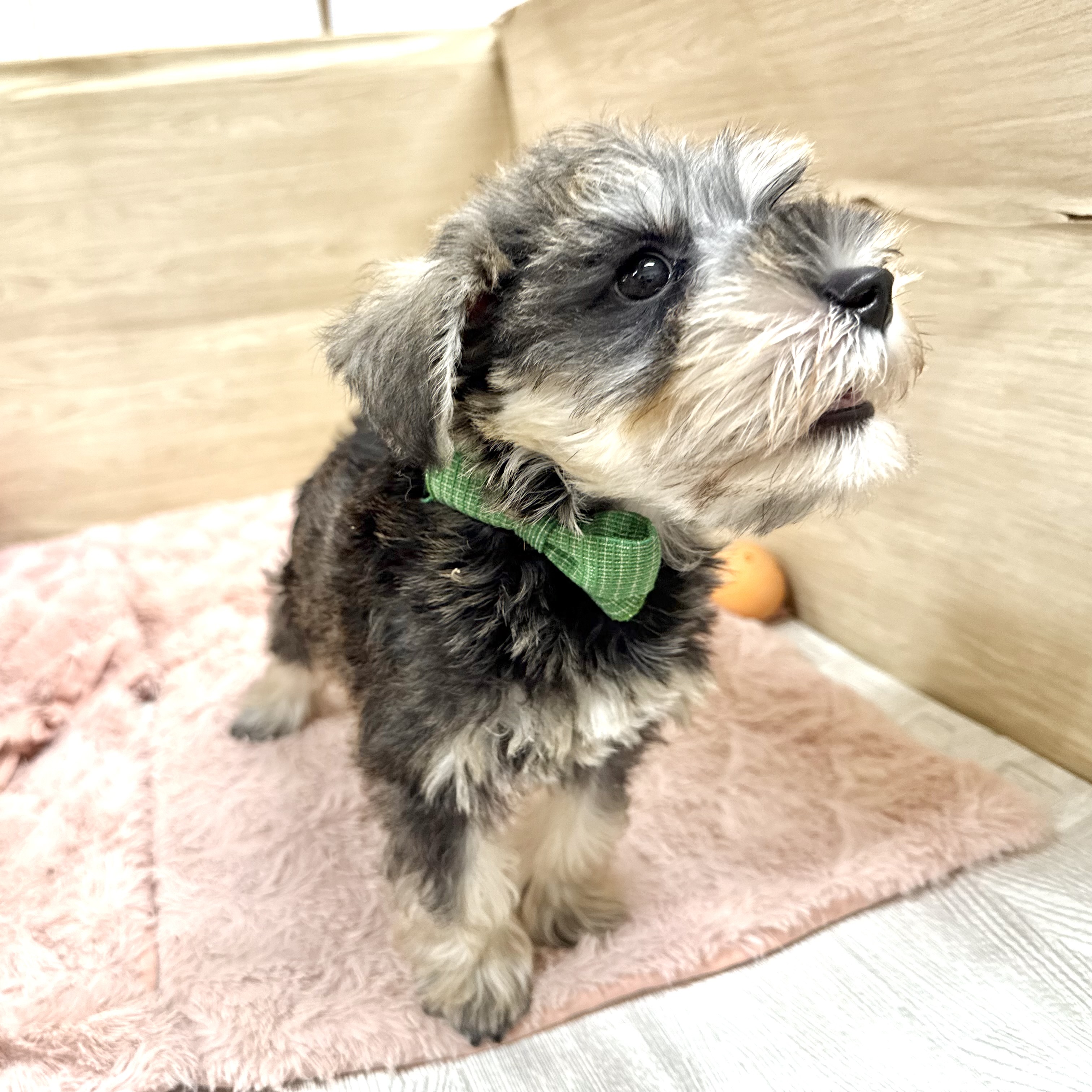 大阪府のミニチュアシュナウザー (犬の家＆猫の里そよら東岸和田店/2026年6月21日生まれ/女の子/ソルトペッパー)の子犬の3枚目の画像