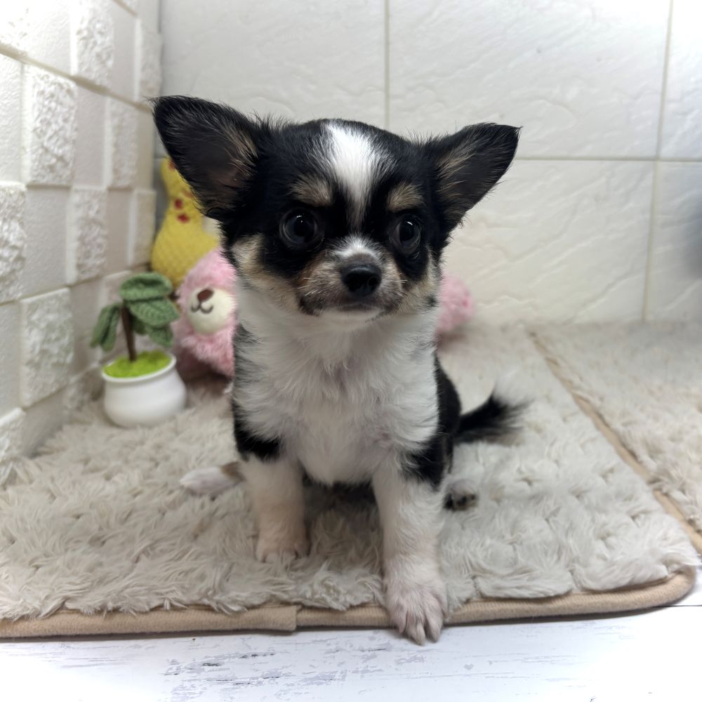 兵庫県のチワワ(ロング) (犬の家＆猫の里ゆめタウン姫路店/2026年6月23日生まれ/女の子/ブラックタンホワイト)の子犬の3枚目の画像