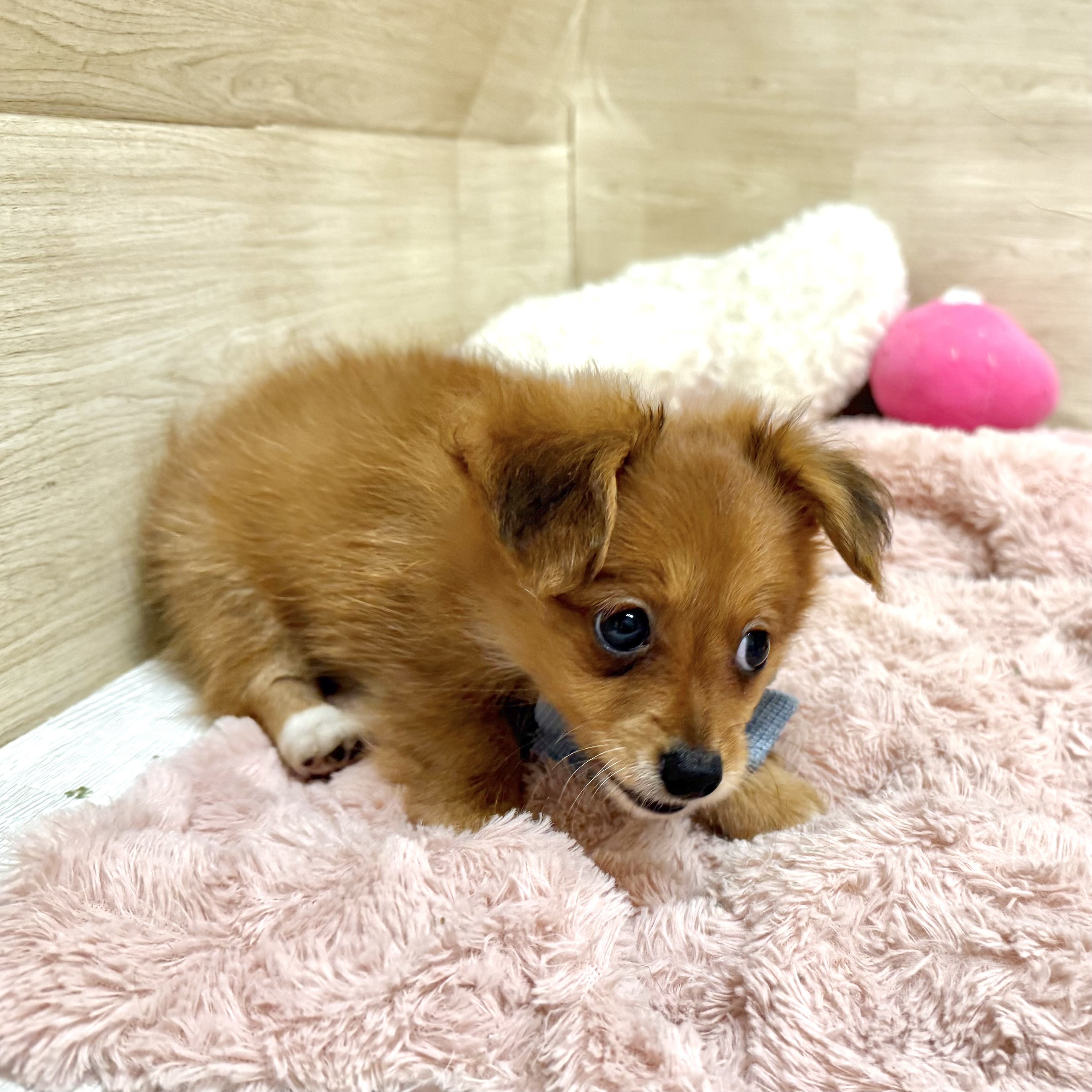 大阪府のポメックス(ポメラニアン×ダックス) (犬の家＆猫の里そよら東岸和田店/2026年6月21日生まれ/女の子/レッドホワイト)の子犬の3枚目の画像