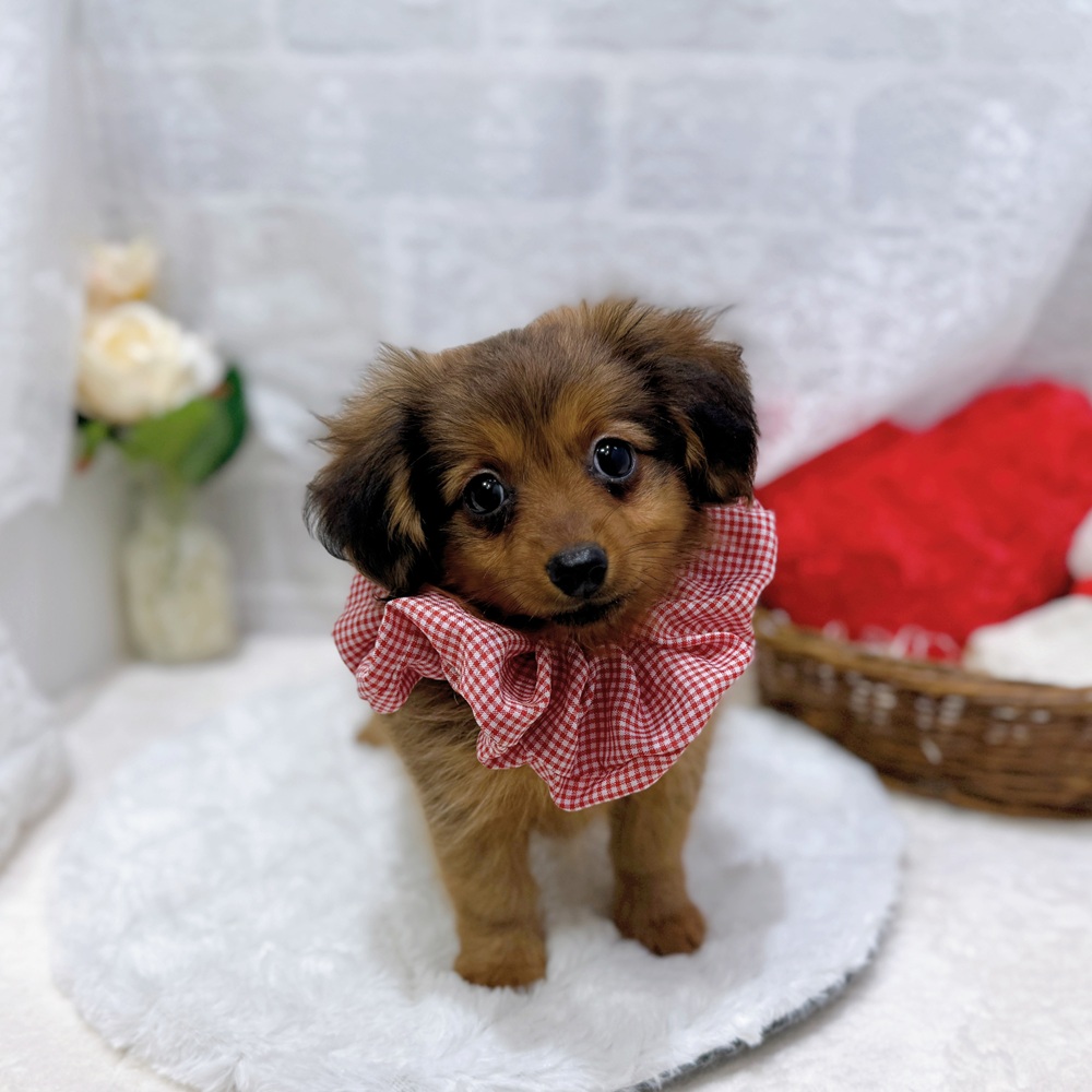 滋賀県のポメックス(ポメラニアン×ダックス) (犬の家＆猫の里長浜店/2026年6月21日生まれ/女の子/レッド)の子犬の1枚目の画像