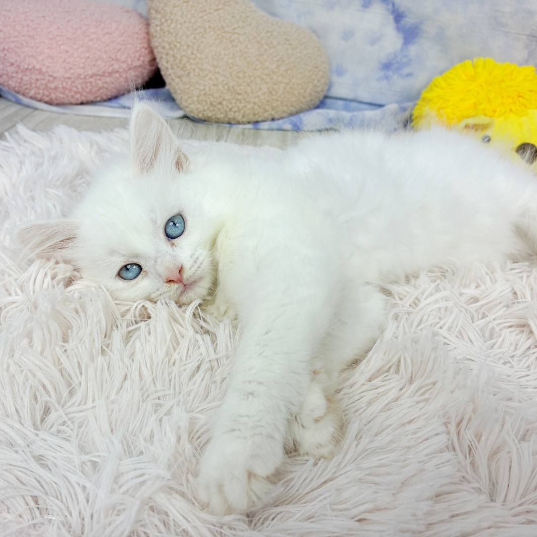 兵庫県のサイベリアン (犬の家＆猫の里川西店/2026年6月20日生まれ/女の子/ホワイト)の子猫の3枚目の画像