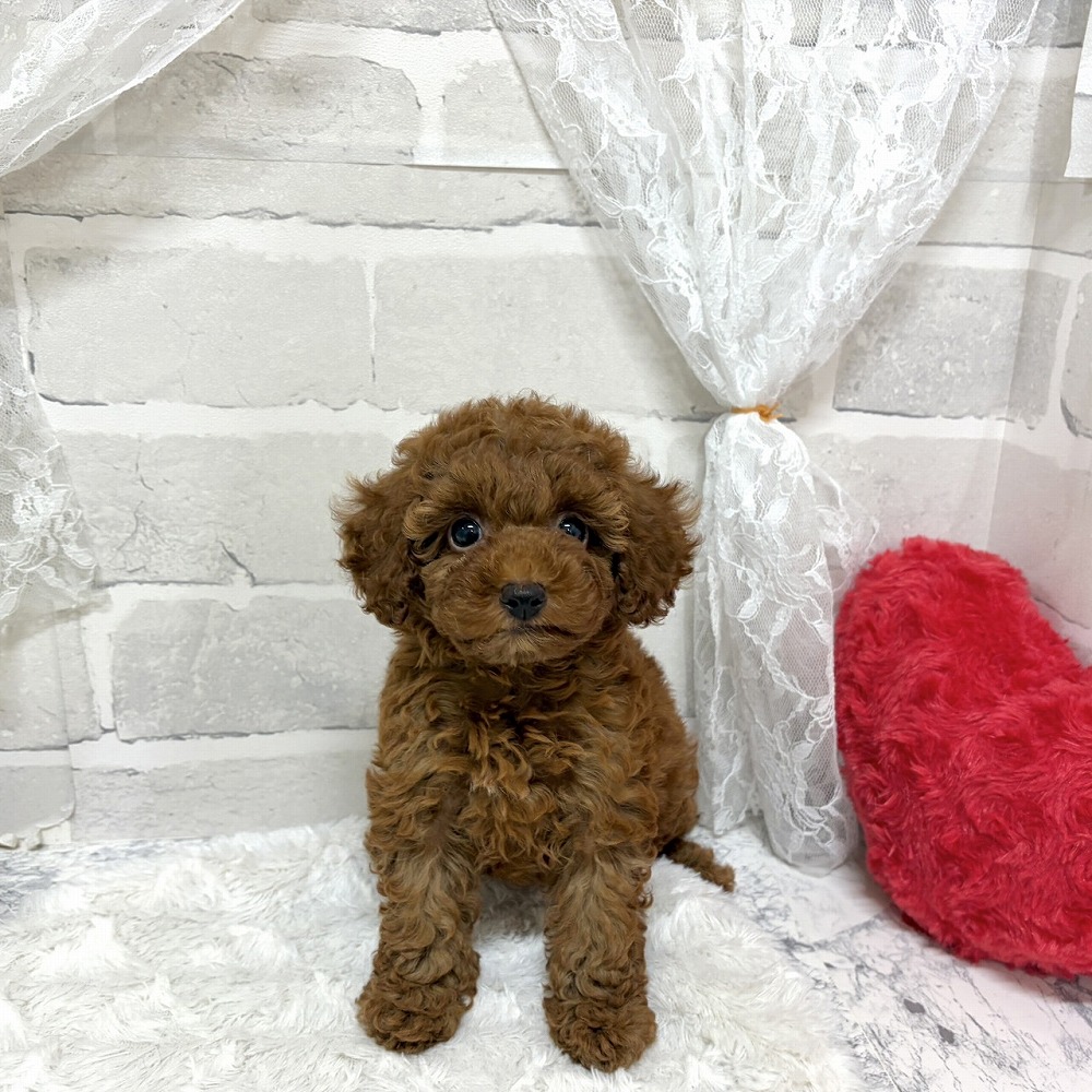 京都府のトイプードル(トイ) (犬の家＆猫の里京都精華店/2026年6月24日生まれ/女の子/レッドフォーン)の子犬の1枚目の画像