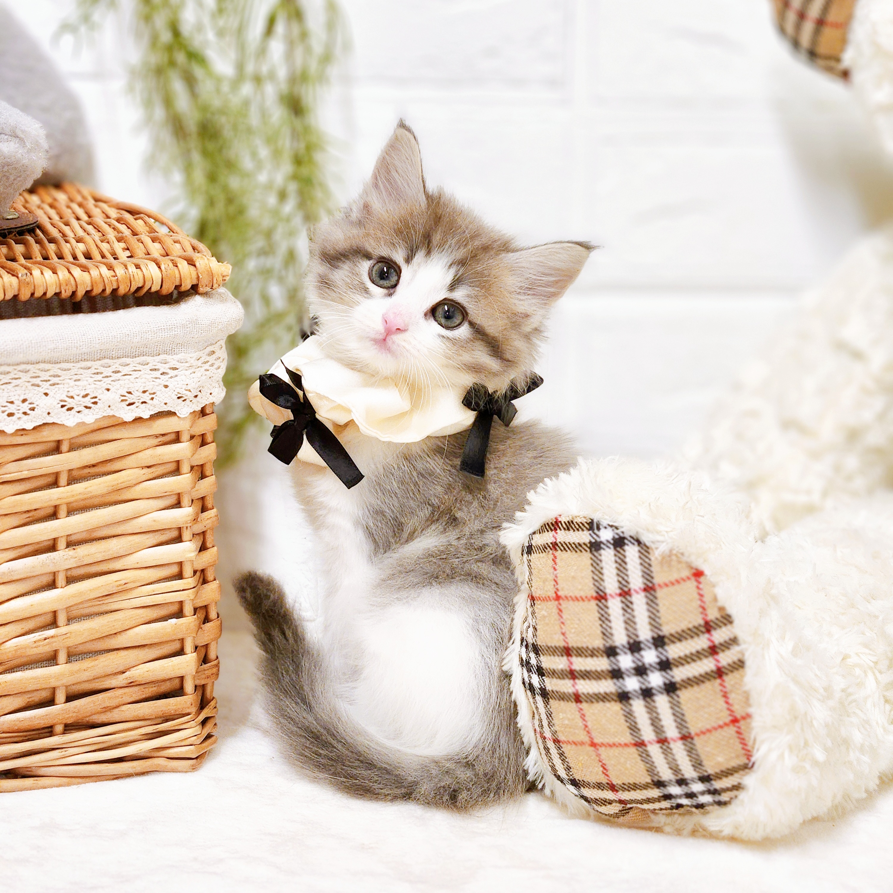 滋賀県のノルウェージャンフォレストキャット (犬の家＆猫の里近江八幡店/2026年6月23日生まれ/女の子/ブルータビーホワイト)の子猫の3枚目の画像