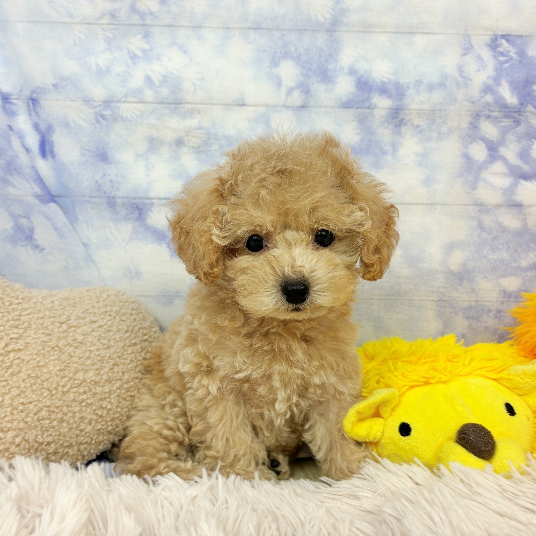 兵庫県のトイプードル(トイ) (犬の家＆猫の里川西店/2026年6月24日生まれ/女の子/ペールフォーン)の子犬の1枚目の画像