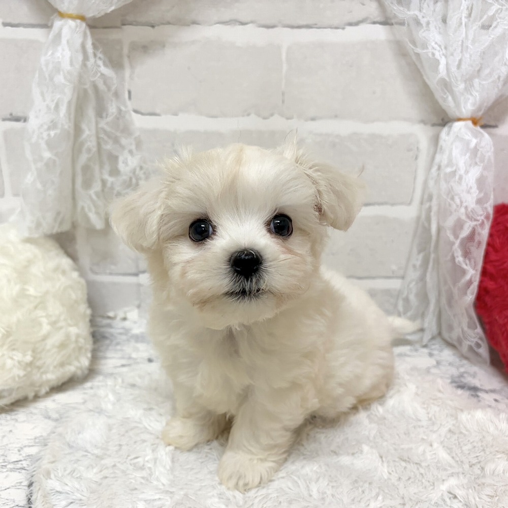 京都府のハーフ犬・ミックス犬 (犬の家＆猫の里京都精華店/2026年6月24日生まれ/男の子/ホワイト)の子犬の3枚目の画像