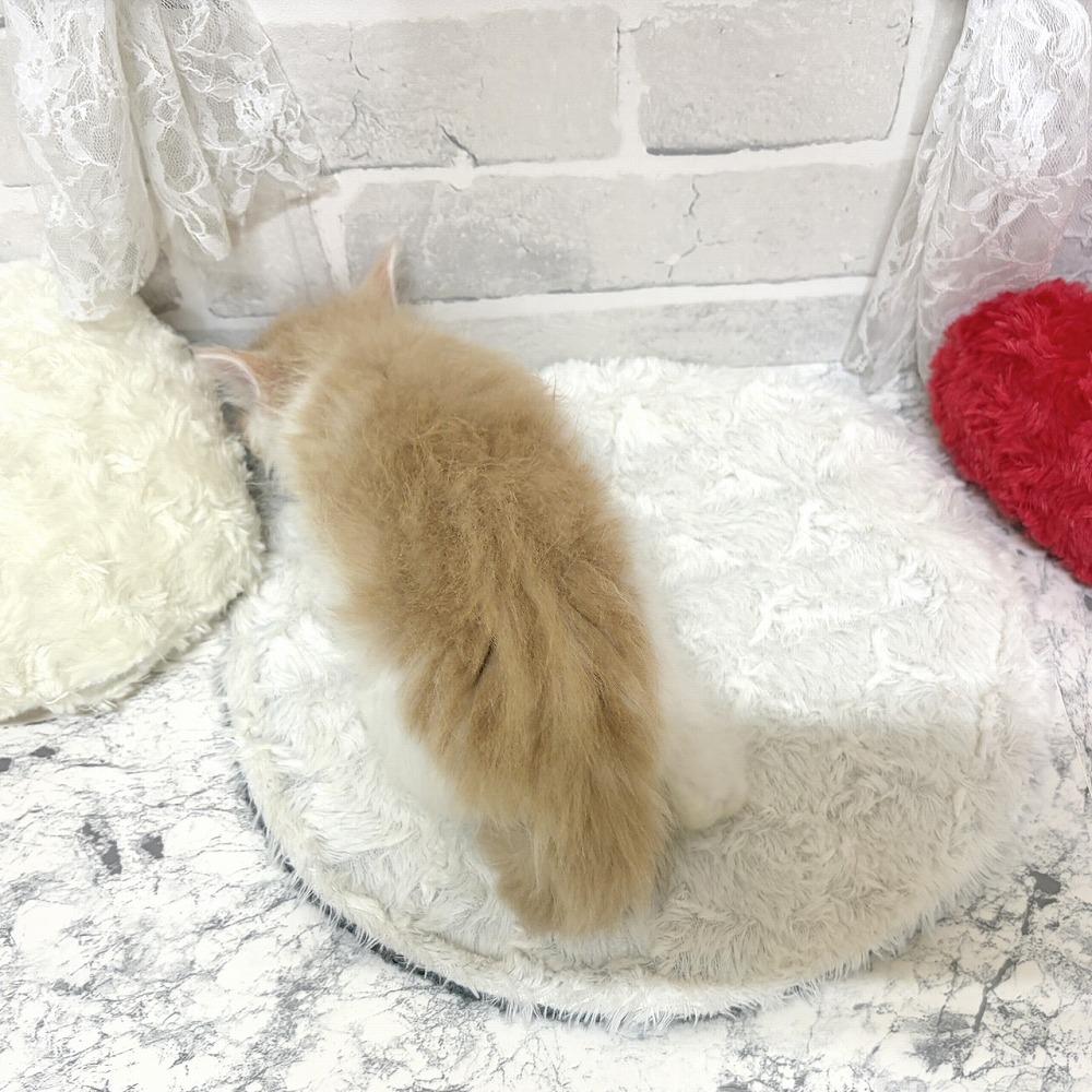京都府のノルウェージャンフォレストキャット (犬の家＆猫の里京都精華店/2026年6月24日生まれ/男の子/クリームタビーホワイト)の子猫の3枚目の画像