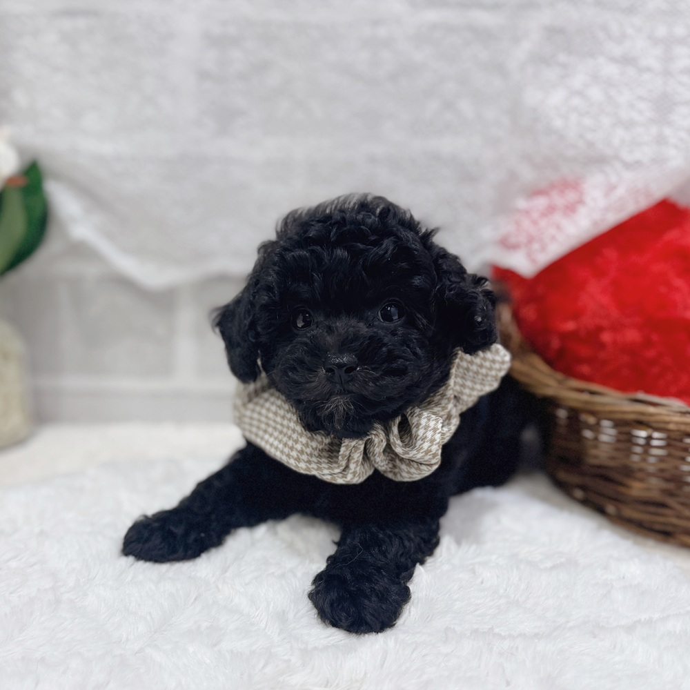 滋賀県のビションプー(ビションフリーゼ×プードル) (犬の家＆猫の里長浜店/2026年6月24日生まれ/女の子/ブラック)の子犬の3枚目の画像