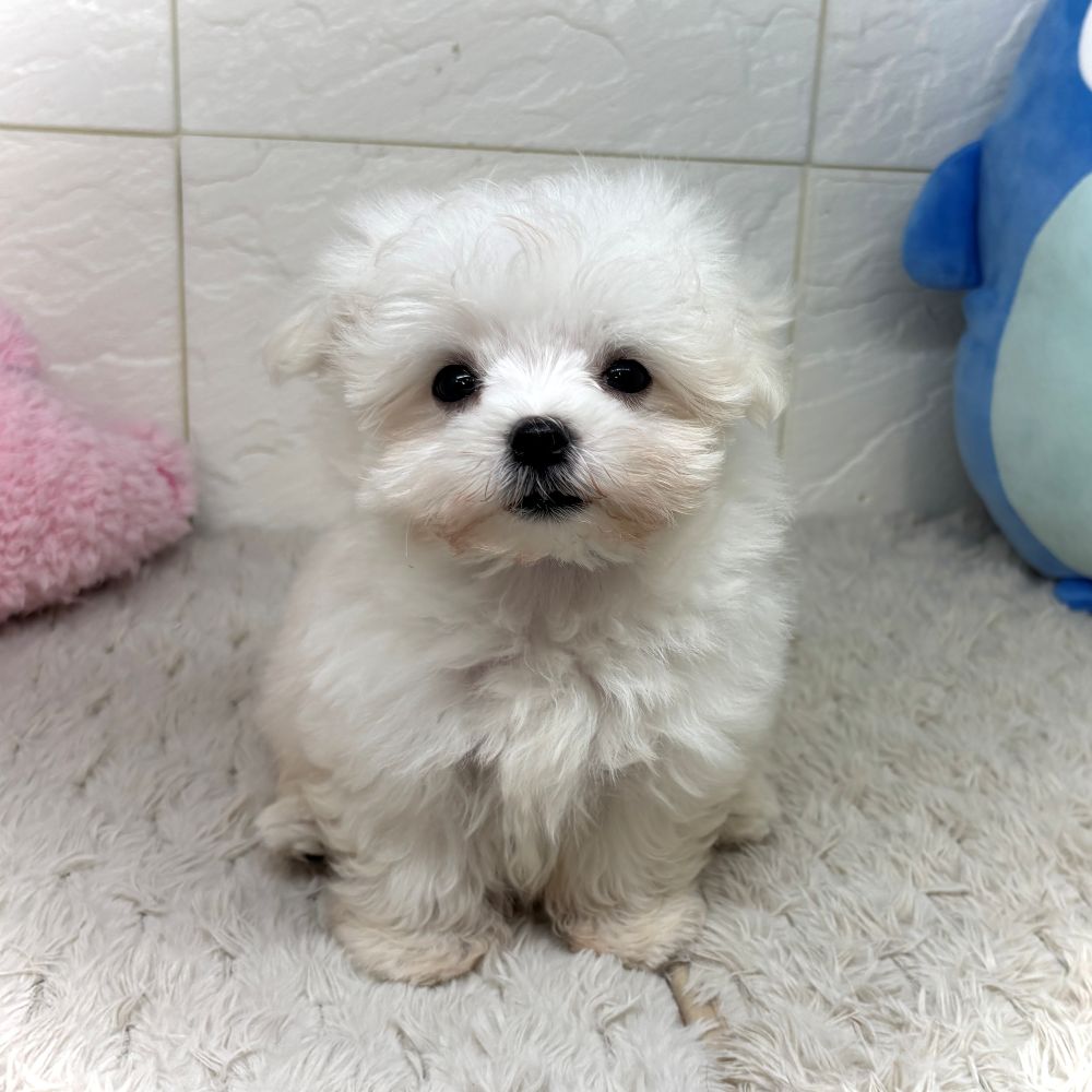 兵庫県のマルチーズ (犬の家＆猫の里ゆめタウン姫路店/2026年6月23日生まれ/女の子/ホワイト)の子犬の3枚目の画像