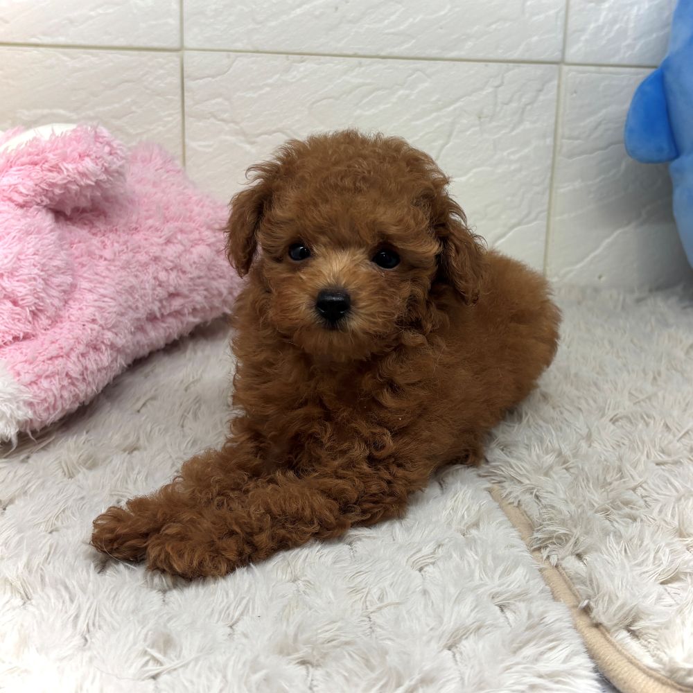 兵庫県のトイプードル(タイニー) (犬の家＆猫の里ゆめタウン姫路店/2026年6月25日生まれ/女の子/レッドフォーン)の子犬の3枚目の画像