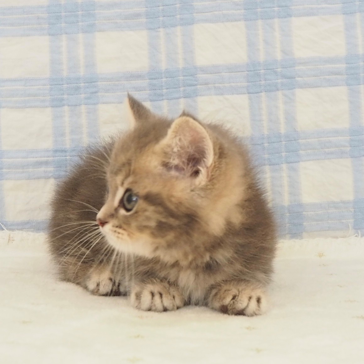 大阪府のミヌエット (犬の家＆猫の里もりのみやキューズモールBASE店/2026年6月25日生まれ/男の子/ブルーパッチドタビーホワイト)の子猫の3枚目の画像