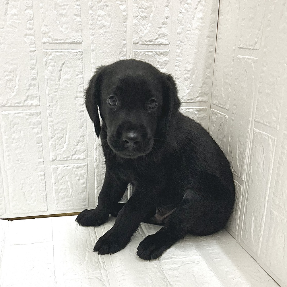 愛知県のハーフ犬・ミックス犬 (犬の家＆猫の里豊川インター店/2026年6月26日生まれ/男の子/ブラック)の子犬の3枚目の画像