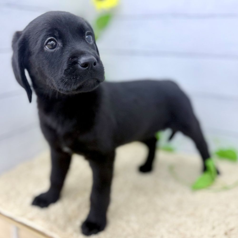 愛知県のハーフ犬・ミックス犬 (犬の家＆猫の里七宝店/2026年6月26日生まれ/女の子/ブラック)の子犬の3枚目の画像