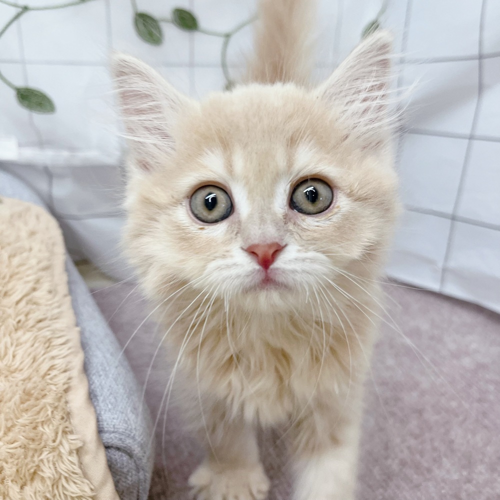 長野県のサイベリアン (犬の家＆猫の里塩尻店/2026年6月13日生まれ/女の子/クリームタビー)の子猫の3枚目の画像
