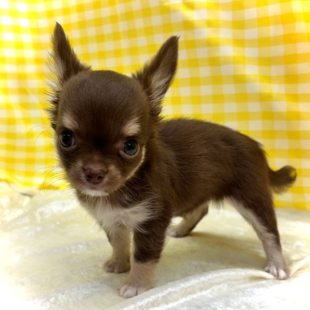 愛知県のチワワ(ロング) (犬の家＆猫の里名古屋天白店/2026年6月26日生まれ/女の子/チョコレートタンホワイト)の子犬の3枚目の画像