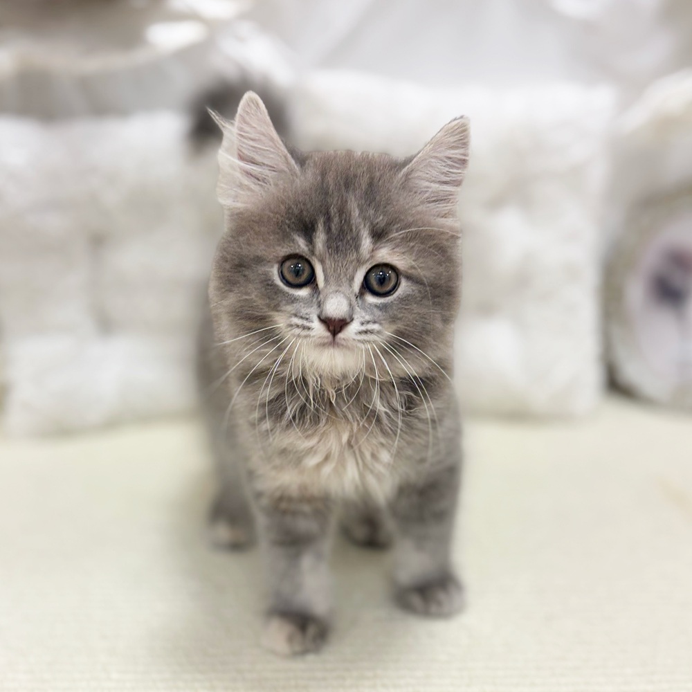 岐阜県のマンチカン (犬の家＆猫の里カラフルタウン岐阜店/2026年6月26日生まれ/女の子/ブルーパッチドタビー)の子猫の3枚目の画像