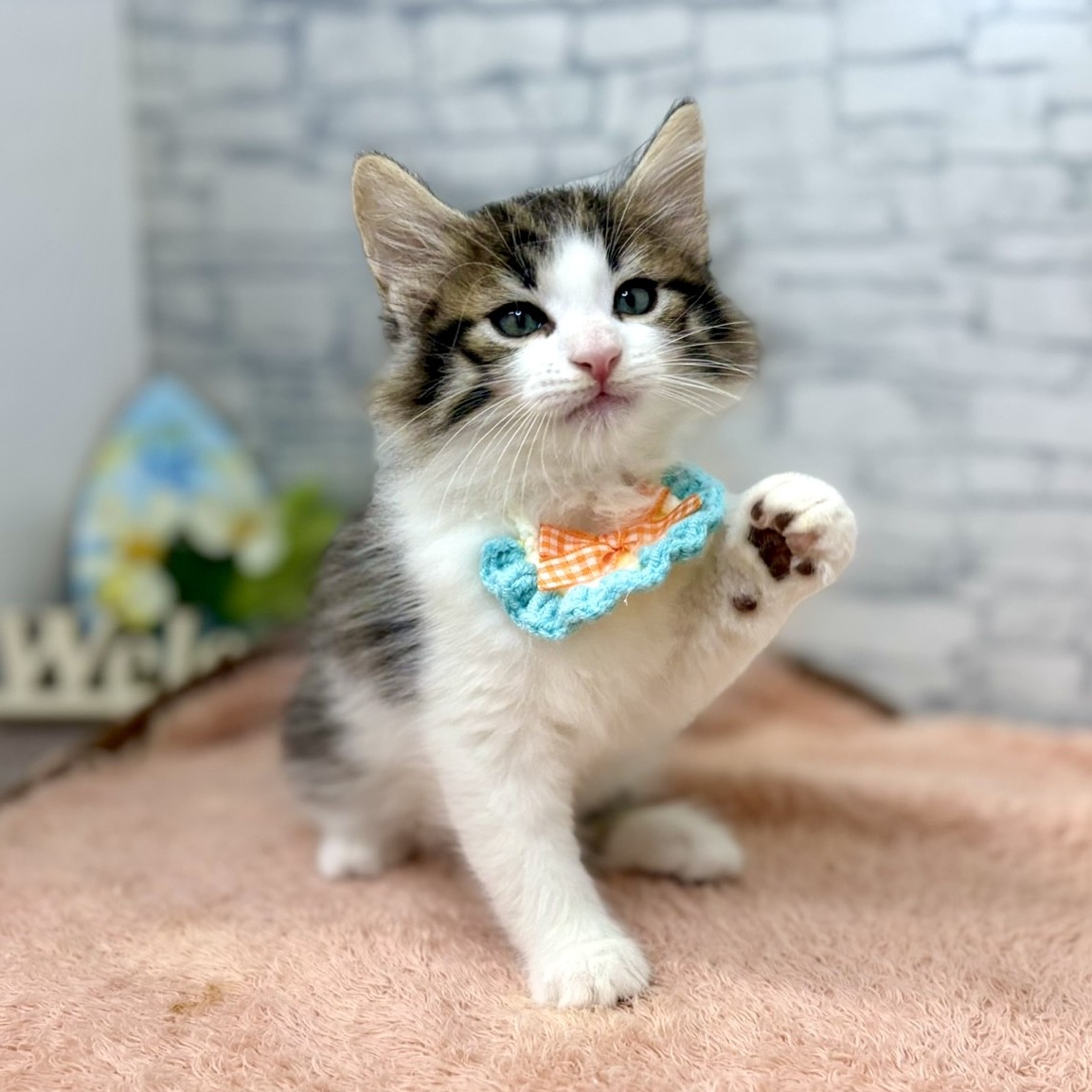 長野県のノルウェージャンフォレストキャット (犬の家＆猫の里長野店/2026年6月27日生まれ/男の子/ブラウンタビーホワイト)の子猫の3枚目の画像