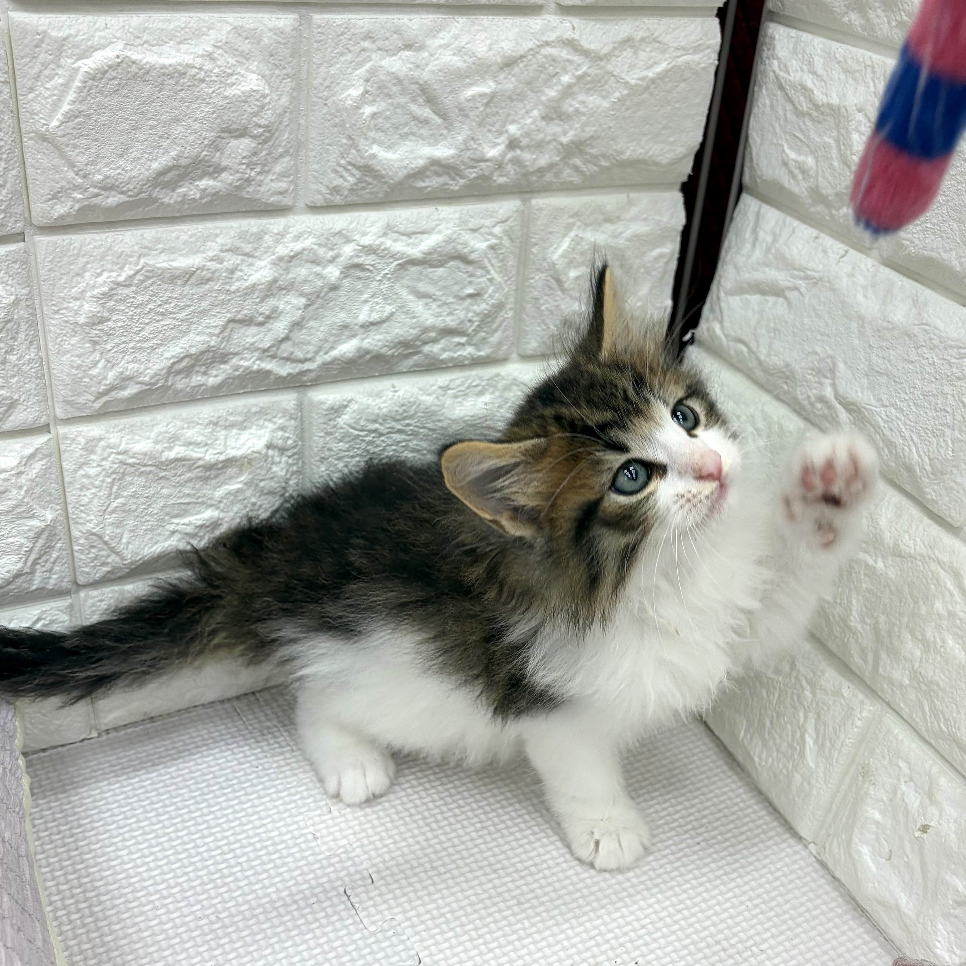 愛知県のノルウェージャンフォレストキャット (犬の家＆猫の里MEGAドン・キホーテ東海名和店/2026年6月27日生まれ/男の子/ブラウンタビーホワイト)の子猫の3枚目の画像
