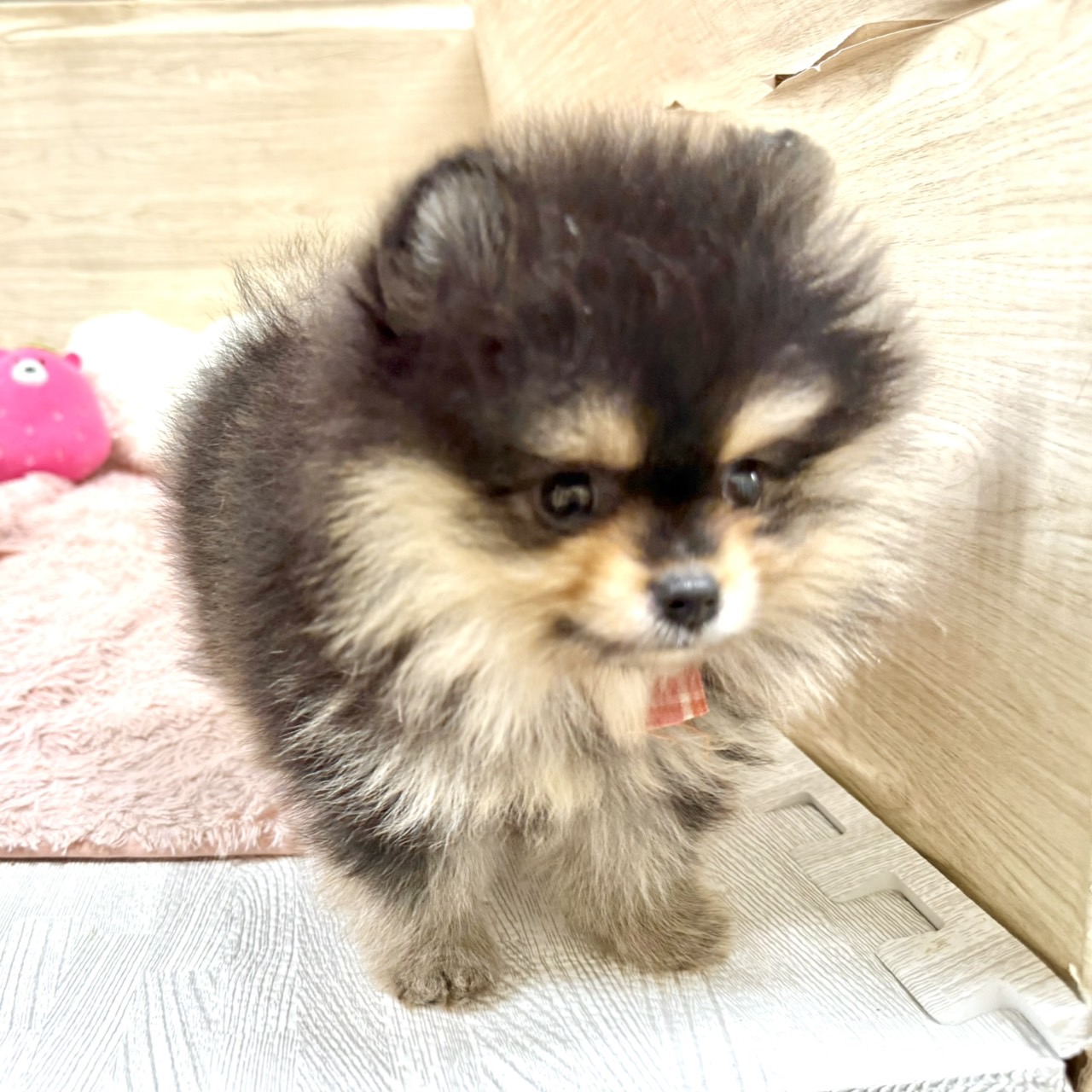 大阪府のポメラニアン (犬の家＆猫の里そよら東岸和田店/2026年6月26日生まれ/女の子/ブラックタン)の子犬の3枚目の画像