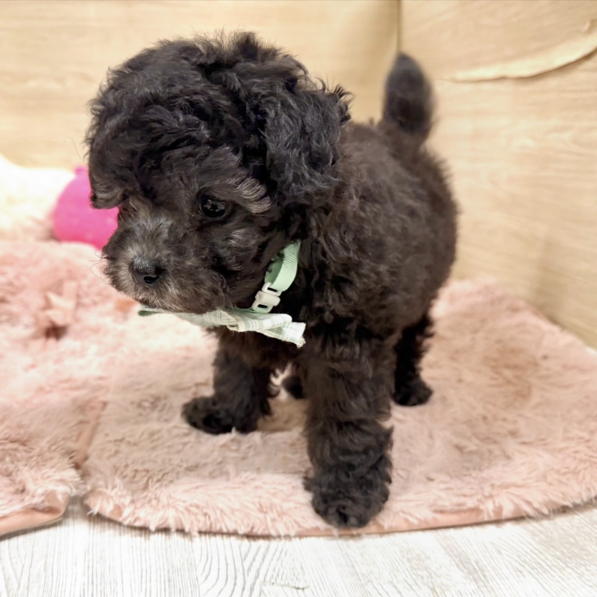 大阪府のトイプードル(トイ) (犬の家＆猫の里そよら東岸和田店/2026年6月27日生まれ/男の子/グレー)の子犬の3枚目の画像